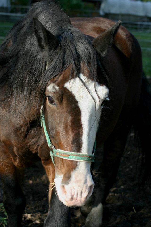 Starší fotka